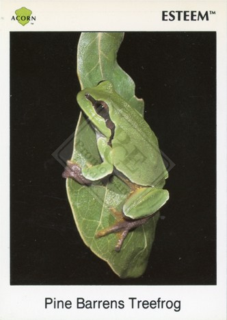Pine Barrens Treefrog