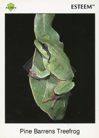Pine Barrens Treefrog