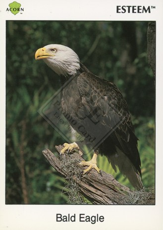 Bald Eagle