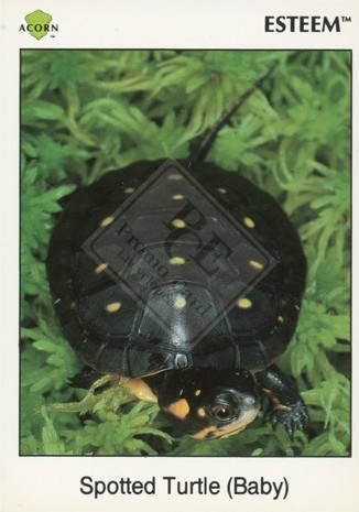 Spotted Turtle (Baby)