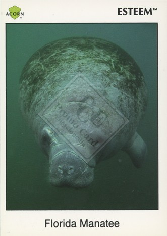 Florida Manatee