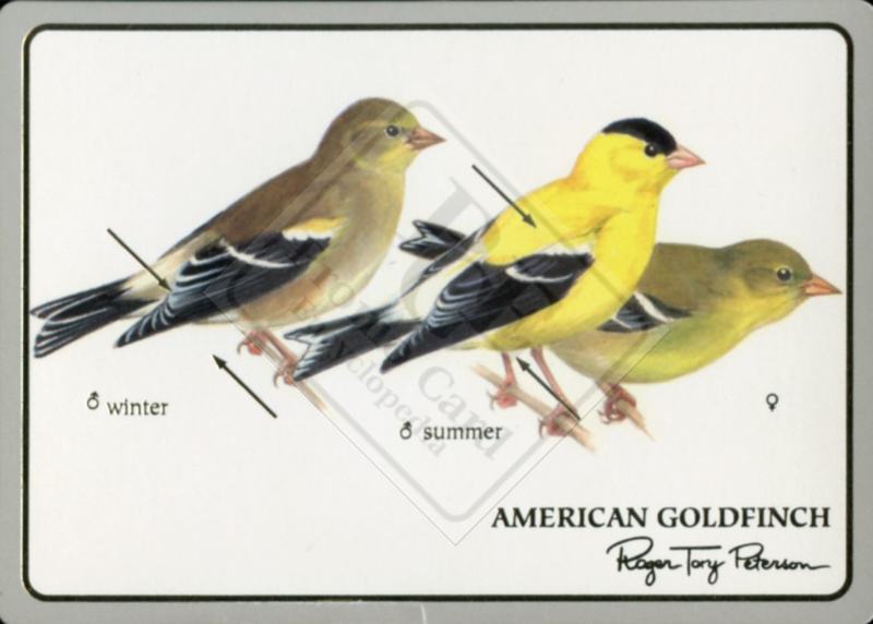 BIRD CARDS OF ROGER TORY PETERSON