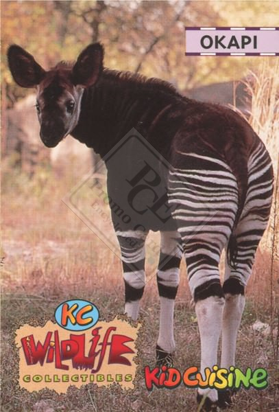 WILDLIFE COLLECTIBLES