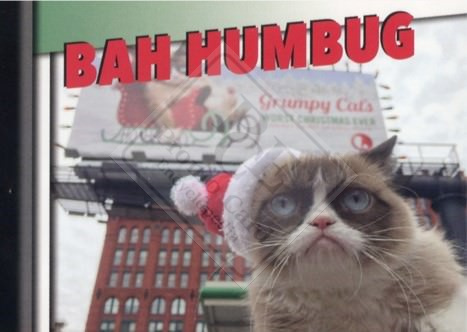 GRUMPY CAT