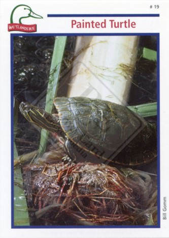 DUCKS UNLIMITED CANADA – WETLANDERS SERIES