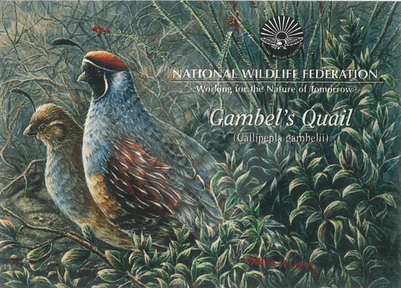 NATIONAL WILDLIFE FEDERATION