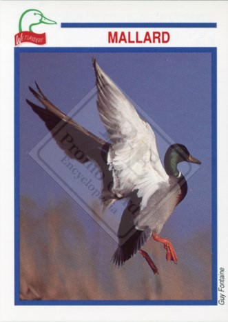 DUCKS UNLIMITED CANADA – WETLANDERS SERIES