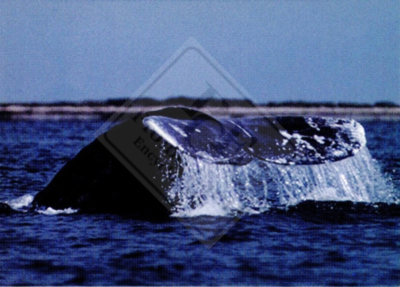 GRAY WHALE