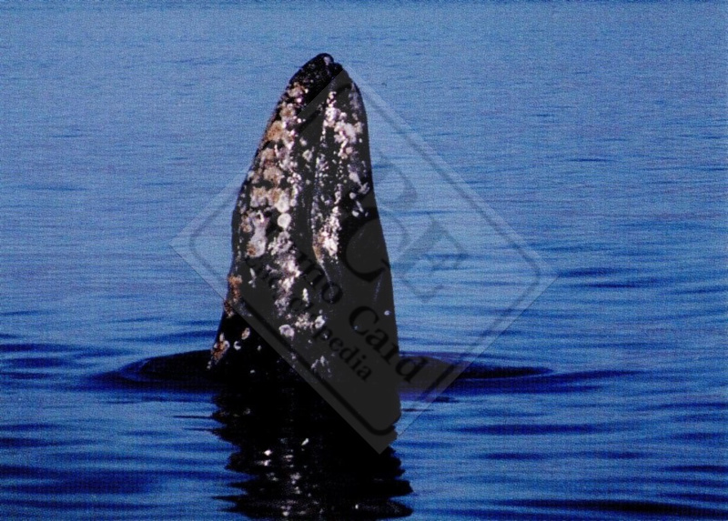 GRAY WHALE