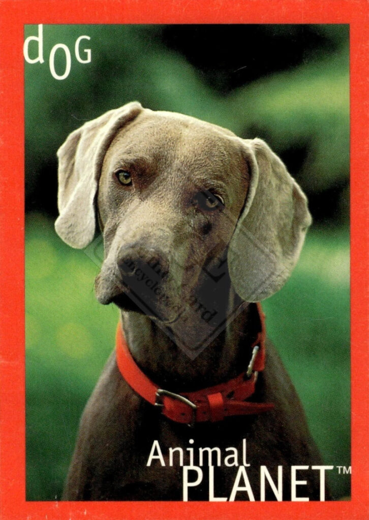 ANIMAL PLANET