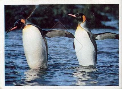 WONDERFUL WORLD OF SEA WORLD