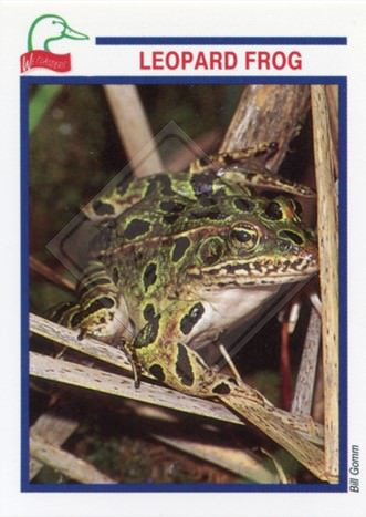 DUCKS UNLIMITED CANADA – WETLANDERS SERIES