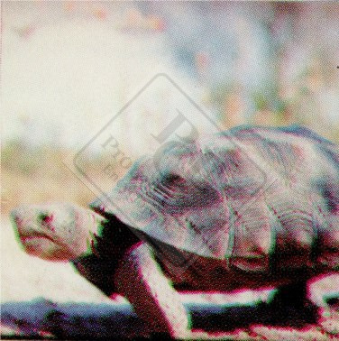 ENDANGERED ANIMALS SET 1