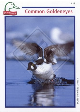 DUCKS UNLIMITED CANADA – WETLANDERS SERIES