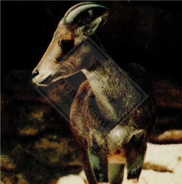 ENDANGERED ANIMALS SET 1