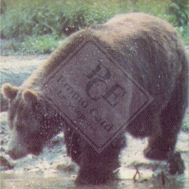 ENDANGERED ANIMALS SET 1