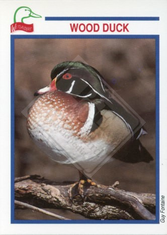 DUCKS UNLIMITED CANADA – WETLANDERS SERIES