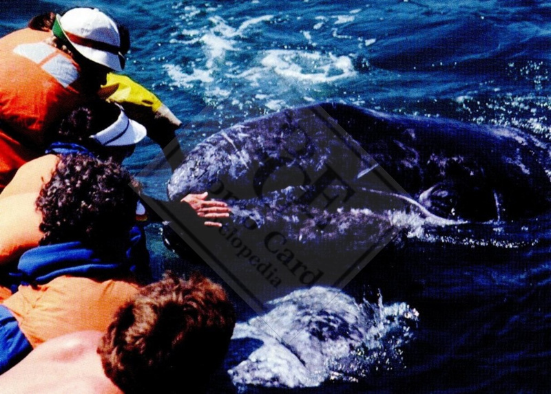 GRAY WHALE