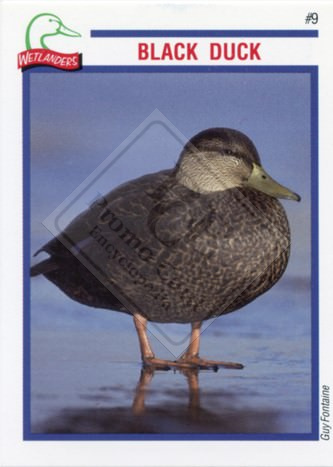 DUCKS UNLIMITED CANADA – WETLANDERS SERIES