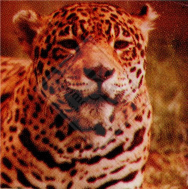 ENDANGERED ANIMALS SET 1