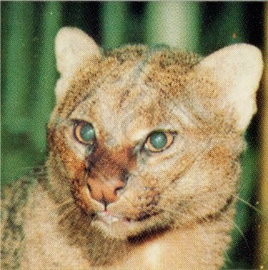 ENDANGERED ANIMALS SET 1