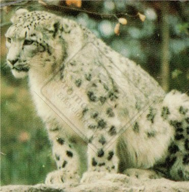 ENDANGERED ANIMALS SET 1