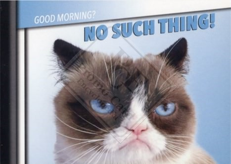 GRUMPY CAT