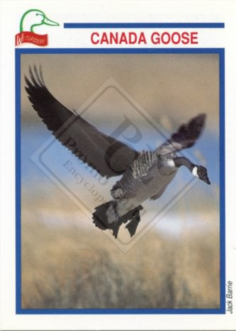 DUCKS UNLIMITED CANADA – WETLANDERS SERIES