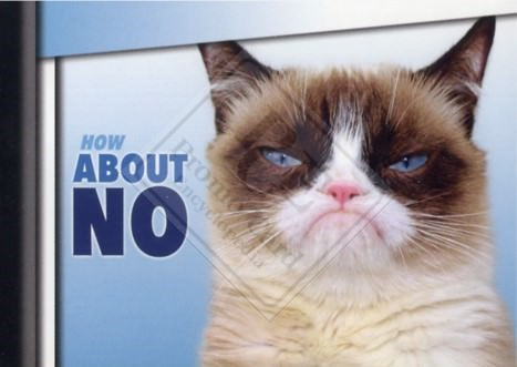 GRUMPY CAT