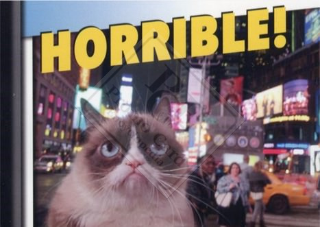 GRUMPY CAT