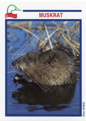 DUCKS UNLIMITED CANADA – WETLANDERS SERIES