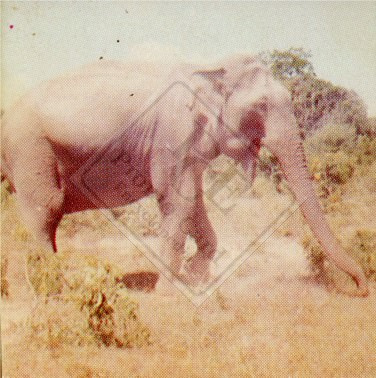 ENDANGERED ANIMALS SET 1