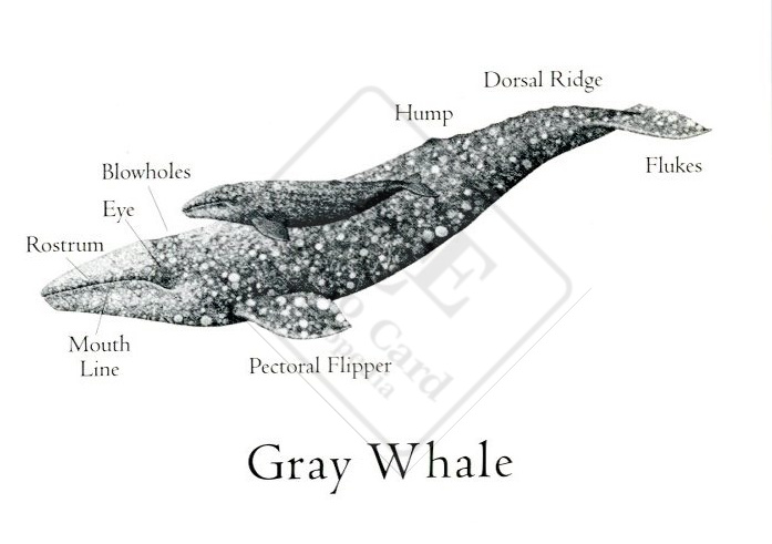 GRAY WHALE
