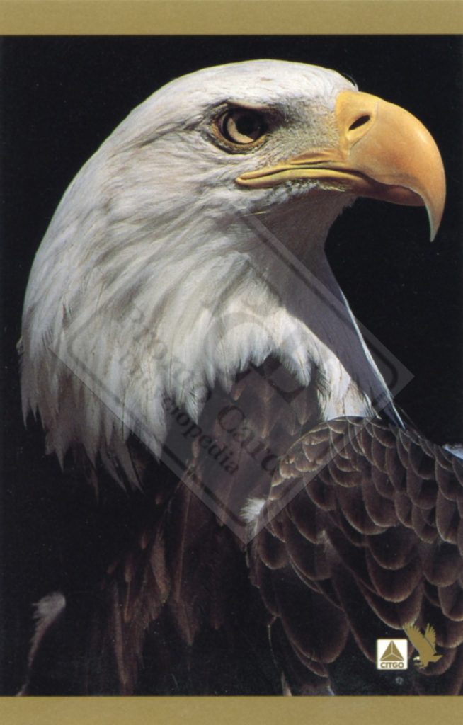 AMERICAN BALD EAGLE