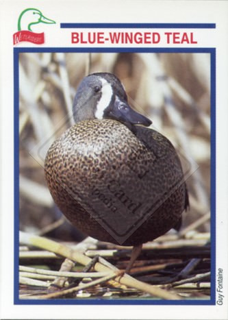 DUCKS UNLIMITED CANADA – WETLANDERS SERIES