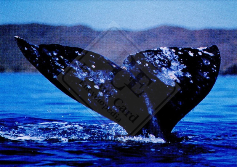 GRAY WHALE