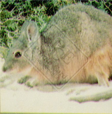 ENDANGERED ANIMALS SET 1