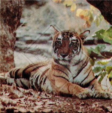 ENDANGERED ANIMALS SET 1