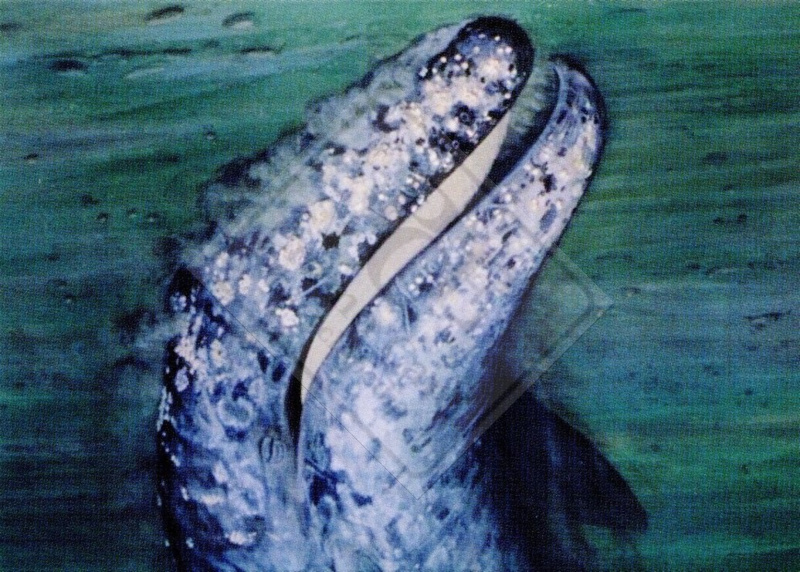 GRAY WHALE