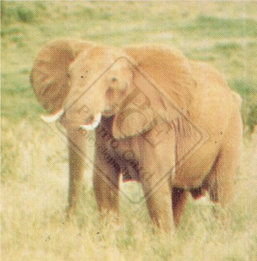 ENDANGERED ANIMALS SET 1