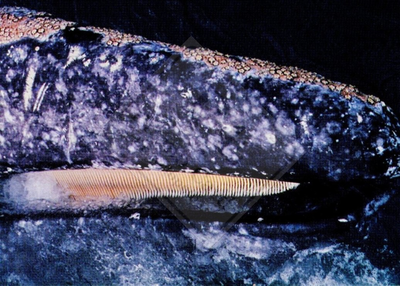 GRAY WHALE