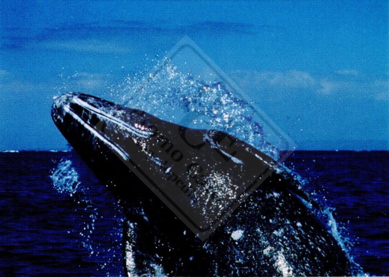 GRAY WHALE